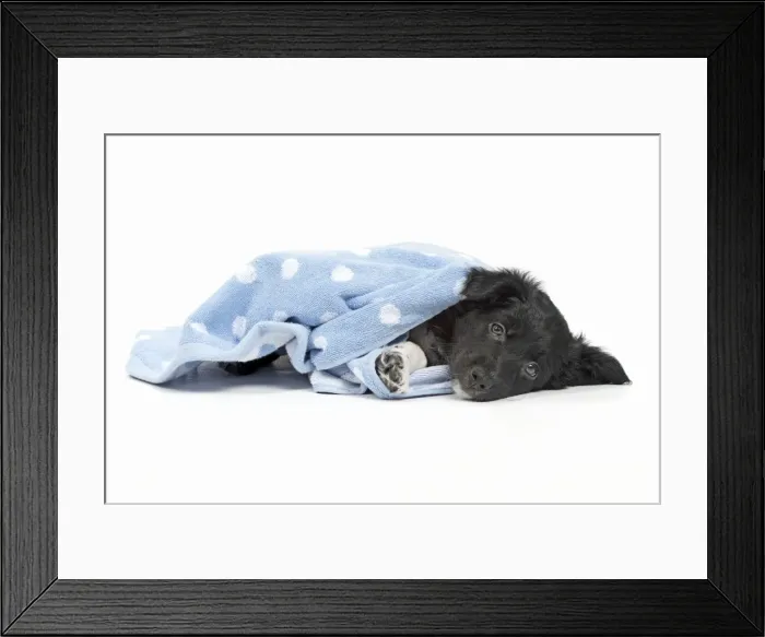 Framed Print : Picture No. 11981935