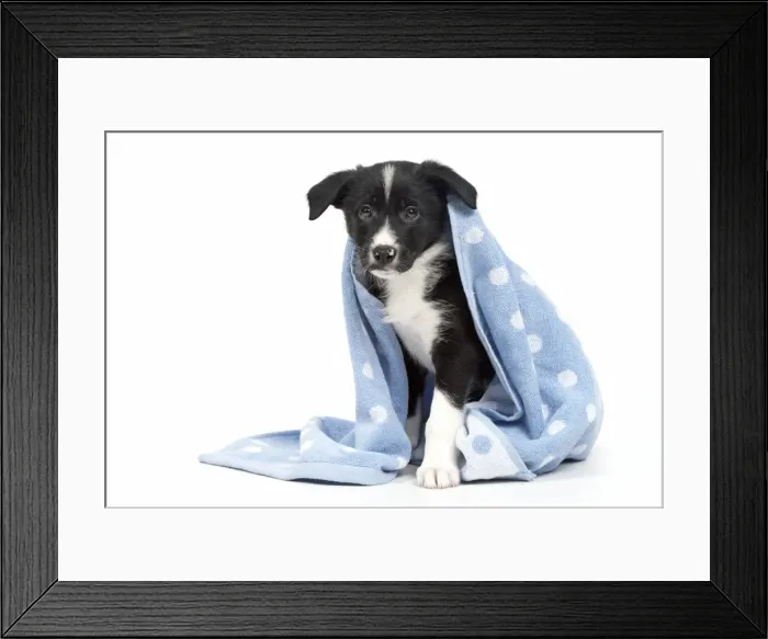 Framed Print : Picture No. 11981939