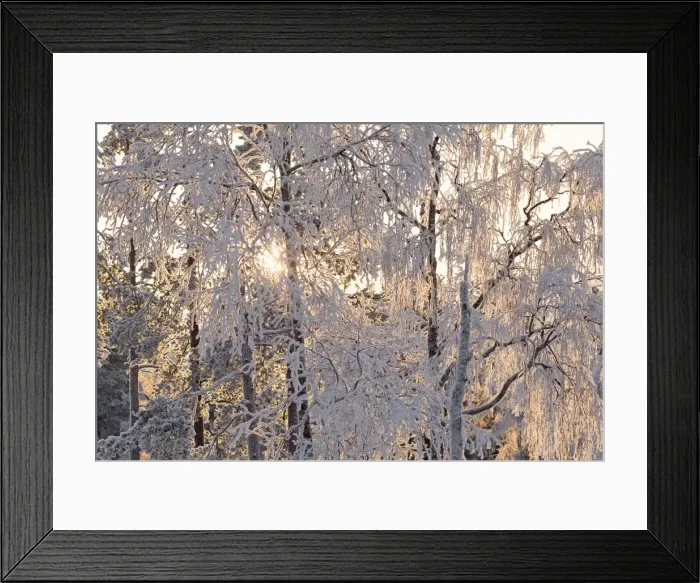 Framed Print : Picture No. 11981945