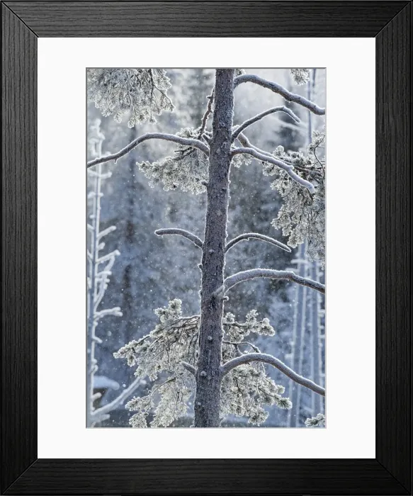 Framed Print : Picture No. 11981946 Framed Print : Picture No. 11981946