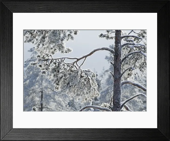 Framed Print : Picture No. 11981947