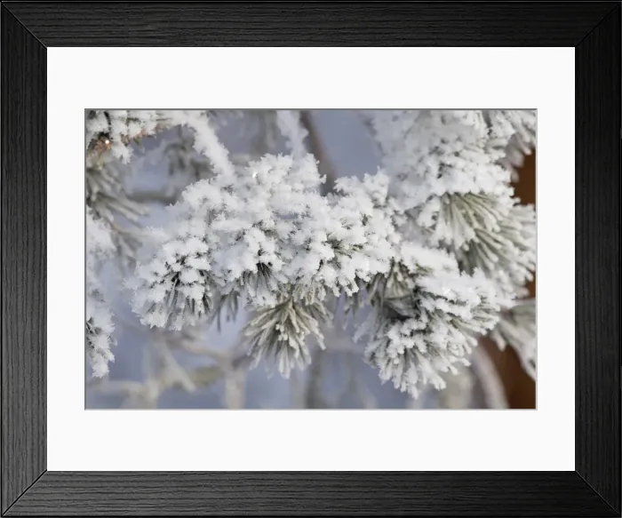 Framed Print : Picture No. 11981948 Framed Print : Picture No. 11981948