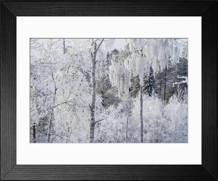 Framed Print : Picture No. 11981950 Framed Print : Picture No. 11981950