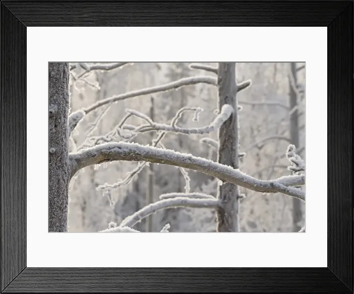 Framed Print : Picture No. 11981951