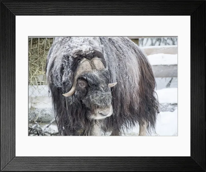 Framed Print : Picture No. 11981956