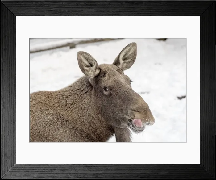 Framed Print : Picture No. 11981957 Framed Print : Picture No. 11981957