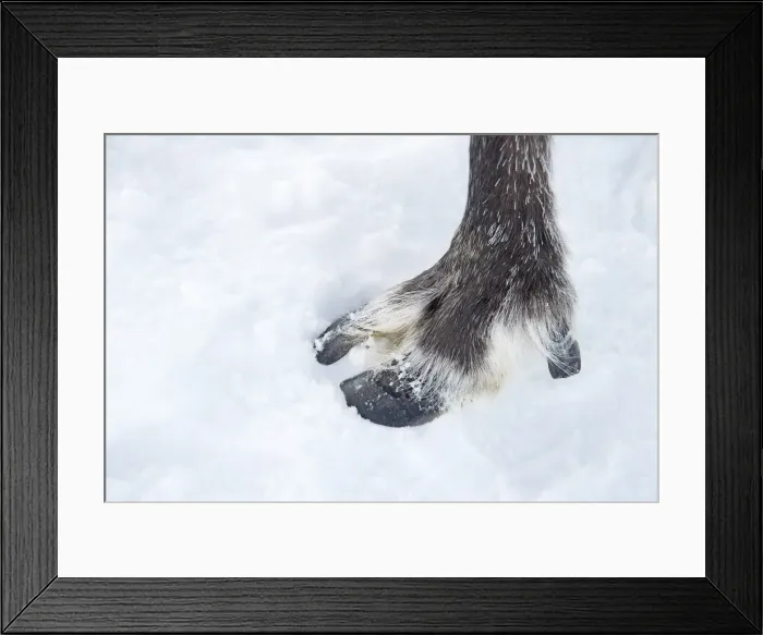 Framed Print : Picture No. 11981958