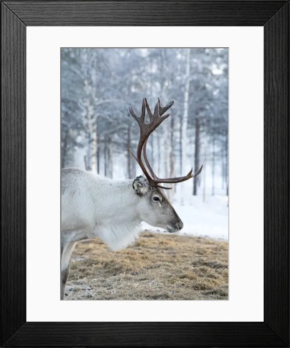 Framed Print : Picture No. 11981960 Framed Print : Picture No. 11981960