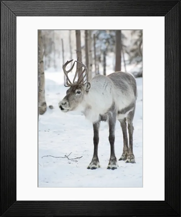 Framed Print : Picture No. 11981961 Framed Print : Picture No. 11981961