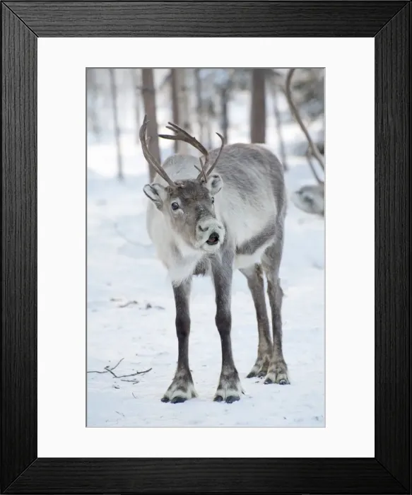 Framed Print : Picture No. 11981962 Framed Print : Picture No. 11981962