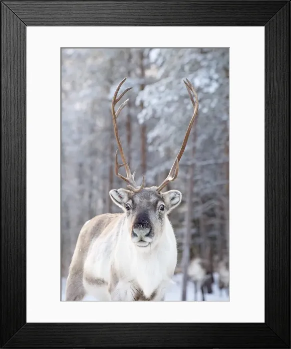 Framed Print : Picture No. 11981964 Framed Print : Picture No. 11981964