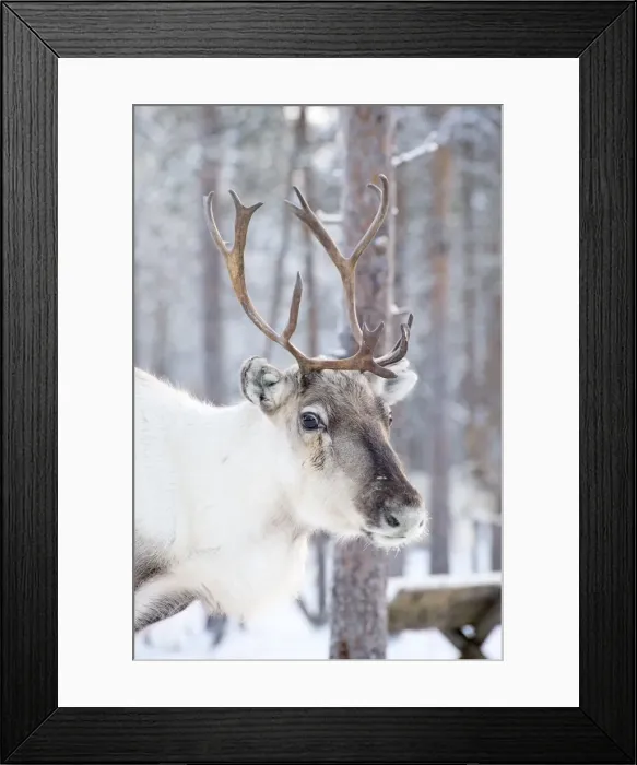 Framed Print : Picture No. 11981965 Framed Print : Picture No. 11981965