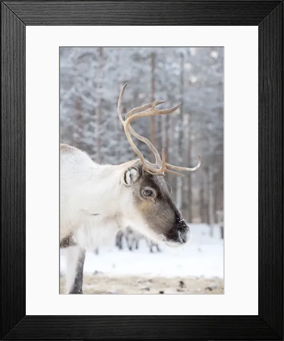 Framed Print : Picture No. 11981966 Framed Print : Picture No. 11981966