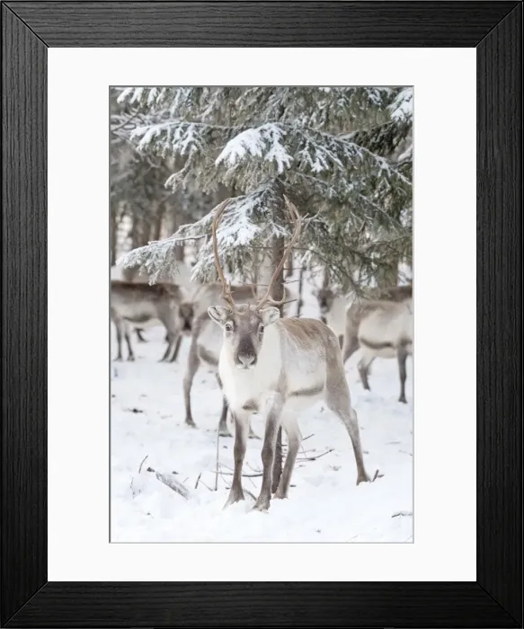 Framed Print : Picture No. 11981967 Framed Print : Picture No. 11981967