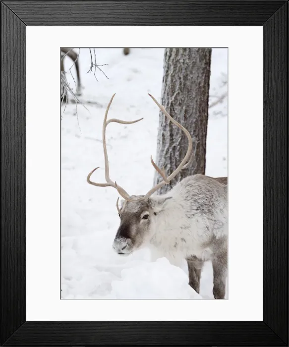 Framed Print : Picture No. 11981968 Framed Print : Picture No. 11981968