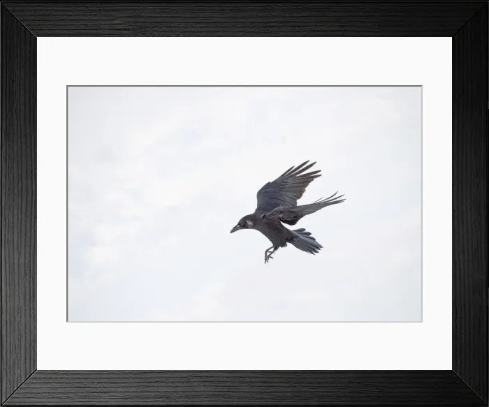 Framed Print : Picture No. 11981969