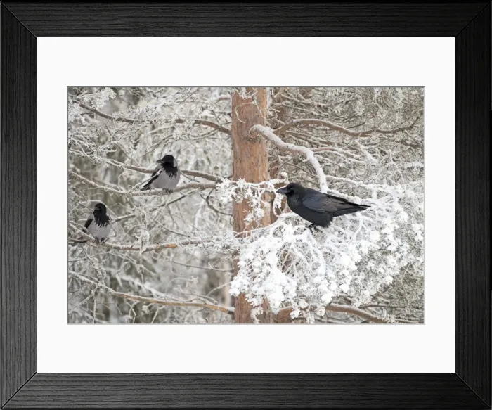 Framed Print : Picture No. 11981970