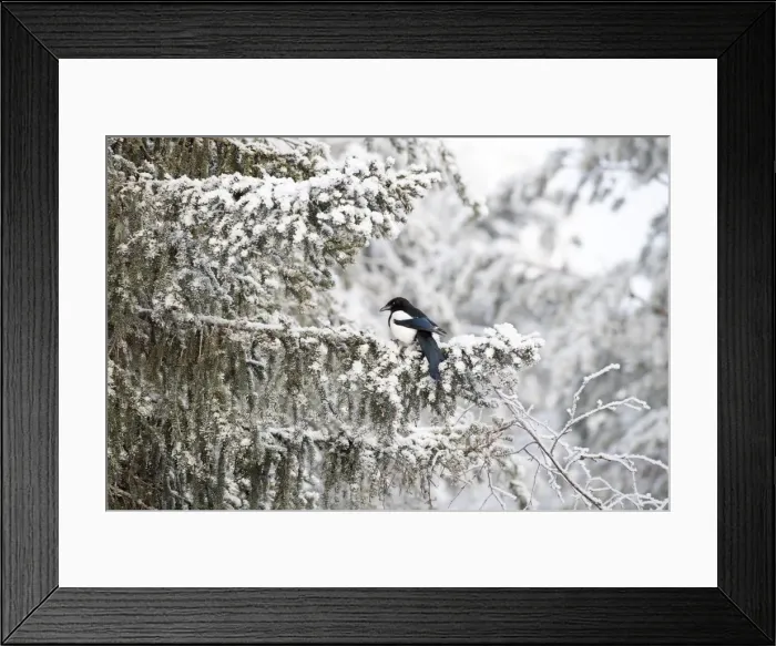 Framed Print : Picture No. 11981971 Framed Print : Picture No. 11981971