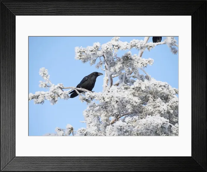 Framed Print : Picture No. 11981972 Framed Print : Picture No. 11981972