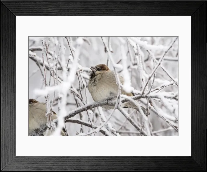 Framed Print : Picture No. 11981973 Framed Print : Picture No. 11981973