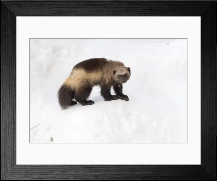 Framed Print : Picture No. 11981974 Framed Print : Picture No. 11981974