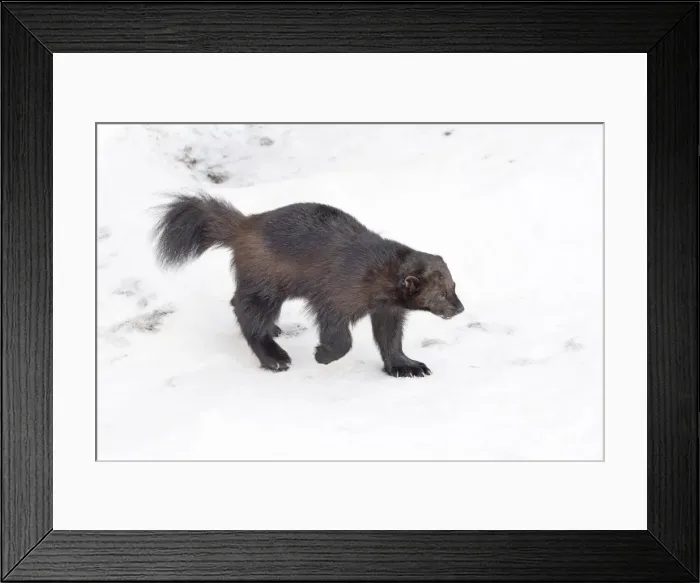 Framed Print : Picture No. 11981975 Framed Print : Picture No. 11981975