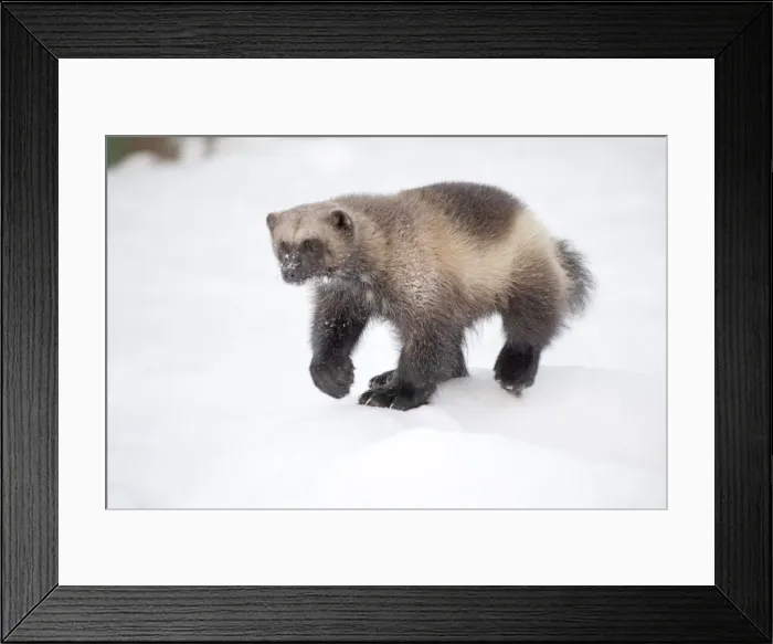 Framed Print : Picture No. 11981976 Framed Print : Picture No. 11981976