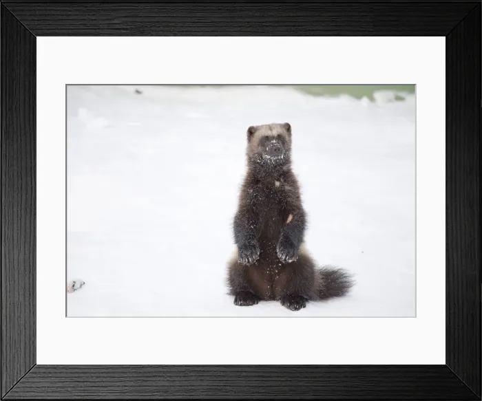 Framed Print : Picture No. 11981977