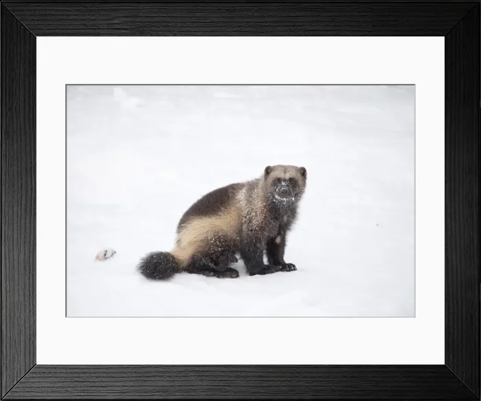 Framed Print : Picture No. 11981978 Framed Print : Picture No. 11981978