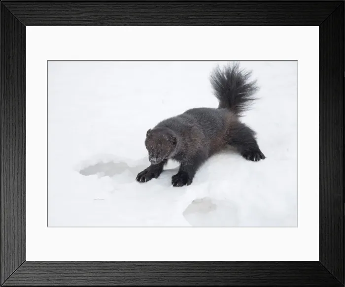 Framed Print : Picture No. 11981979