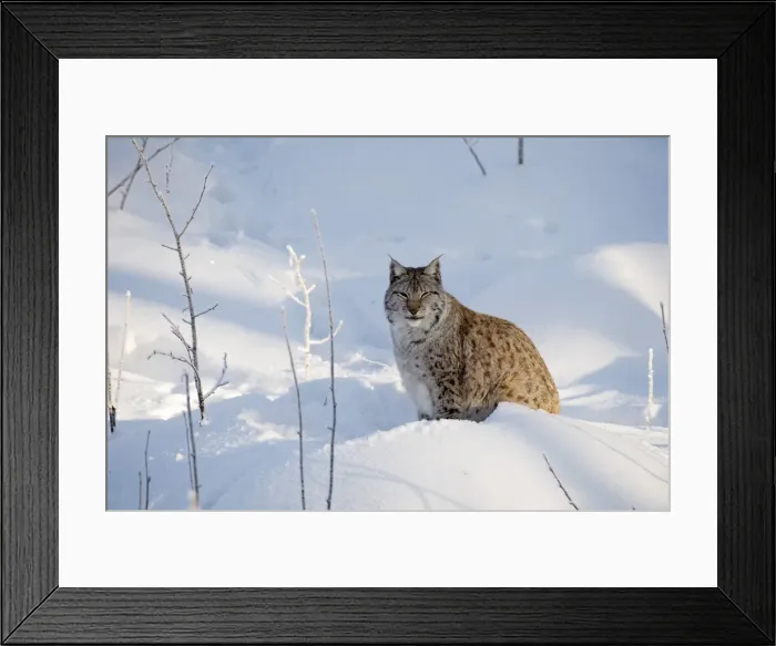 Framed Print : Picture No. 11981980 Framed Print : Picture No. 11981980