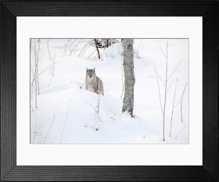 Framed Print : Picture No. 11981981 Framed Print : Picture No. 11981981