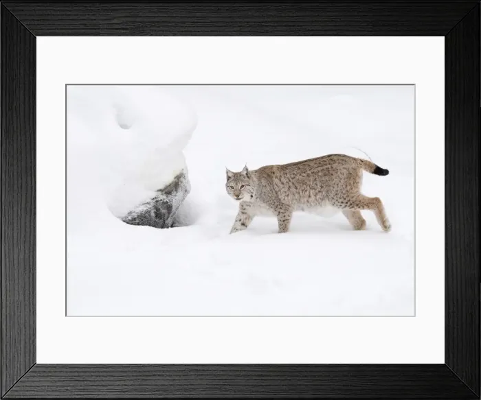 Framed Print : Picture No. 11981982 Framed Print : Picture No. 11981982