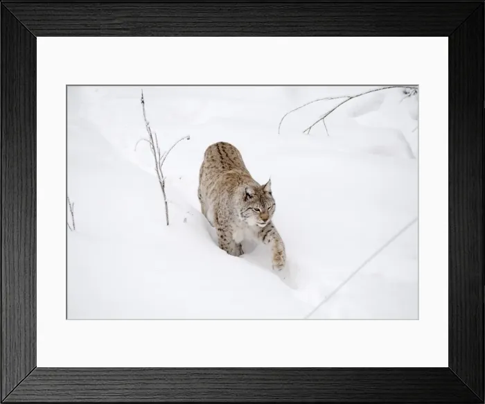 Framed Print : Picture No. 11981983 Framed Print : Picture No. 11981983