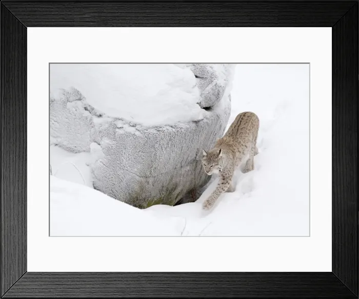 Framed Print : Picture No. 11981984 Framed Print : Picture No. 11981984