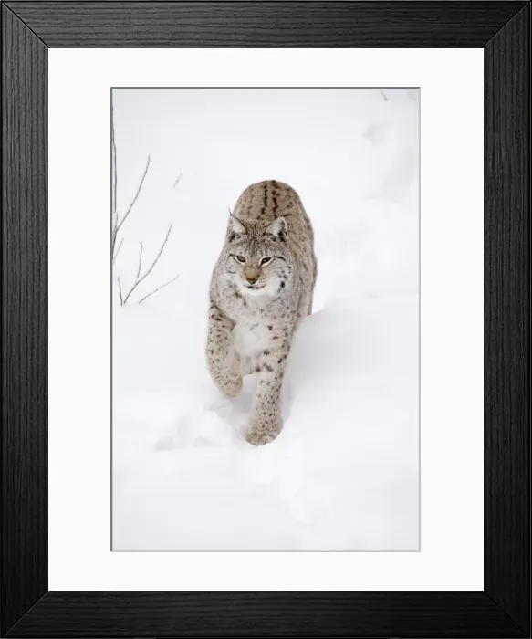 Framed Print : Picture No. 11981985 Framed Print : Picture No. 11981985