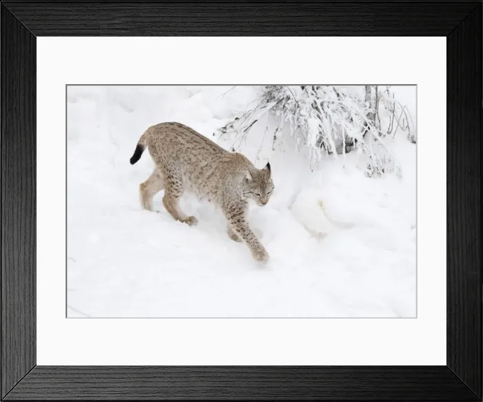 Framed Print : Picture No. 11981986 Framed Print : Picture No. 11981986