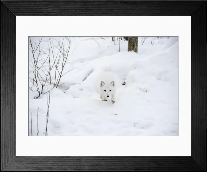 Framed Print : Picture No. 11981987