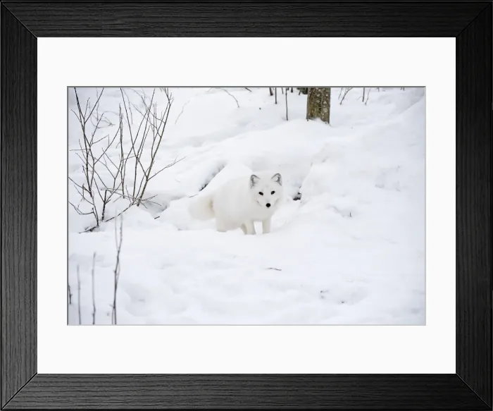 Framed Print : Picture No. 11981988 Framed Print : Picture No. 11981988