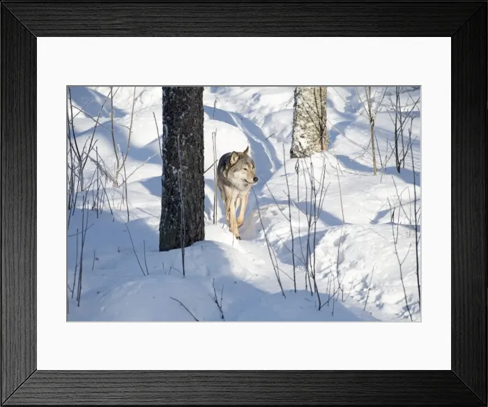 Framed Print : Picture No. 11981989