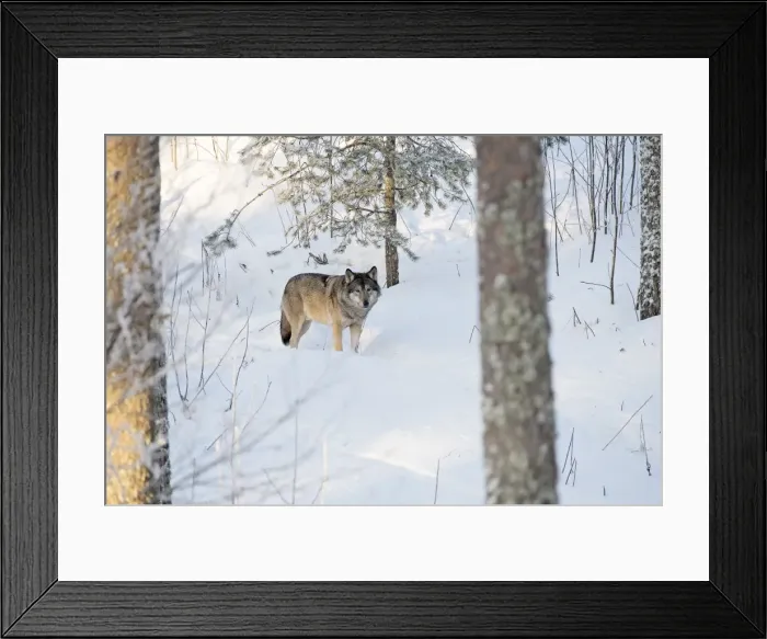 Framed Print : Picture No. 11981990 Framed Print : Picture No. 11981990