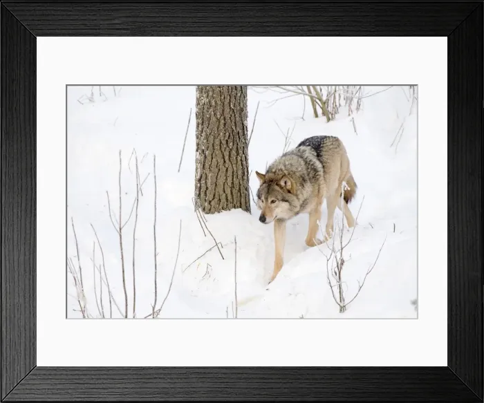 Framed Print : Picture No. 11981991 Framed Print : Picture No. 11981991