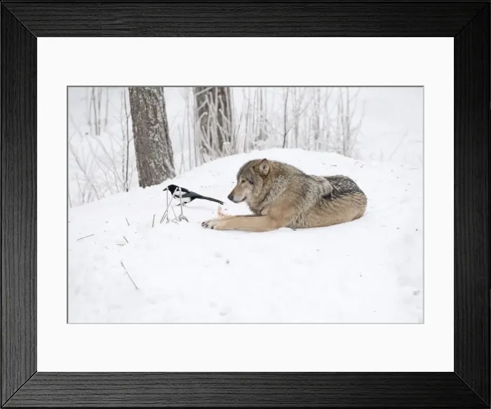 Framed Print : Picture No. 11981992 Framed Print : Picture No. 11981992
