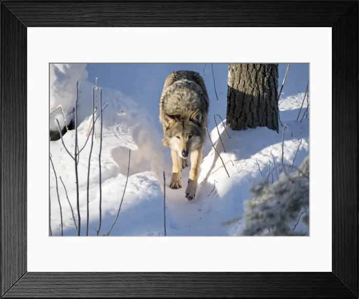 Framed Print : Picture No. 11981993 Framed Print : Picture No. 11981993