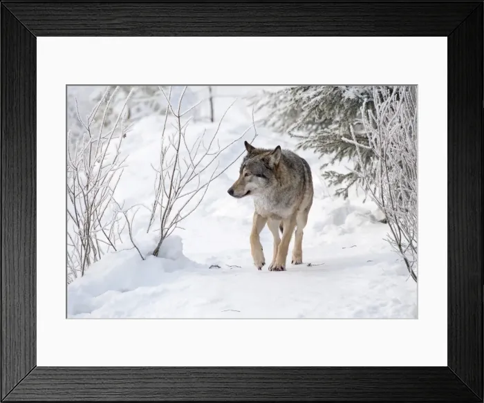 Framed Print : Picture No. 11981994 Framed Print : Picture No. 11981994