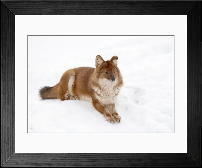 Framed Print : Picture No. 11981995 Framed Print : Picture No. 11981995
