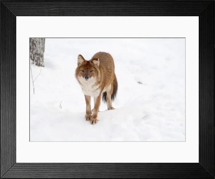 Framed Print : Picture No. 11981996 Framed Print : Picture No. 11981996