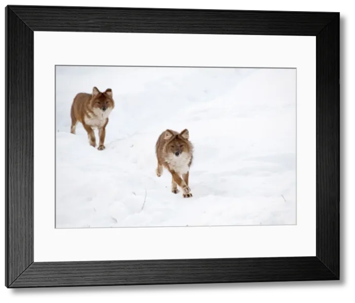 Framed Print : Picture No. 11981997 Framed Print : Picture No. 11981997