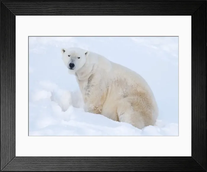 Framed Print : Picture No. 11981999 Framed Print : Picture No. 11981999