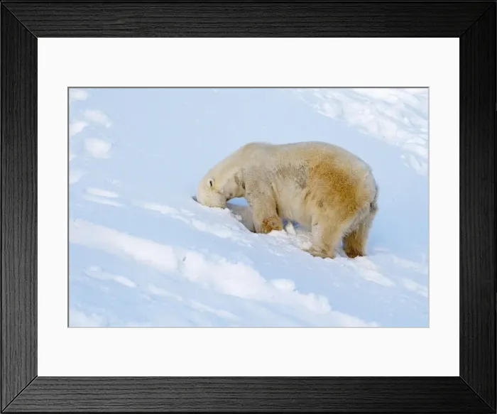 Framed Print : Picture No. 11982000